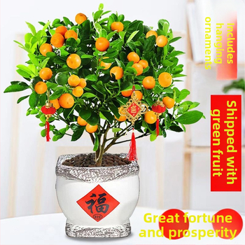 Kumkvati bonsai - noor taim, mõõdukas temperatuur, neutraalne valgus, neutraalne kastmine, uus Hiina stiil