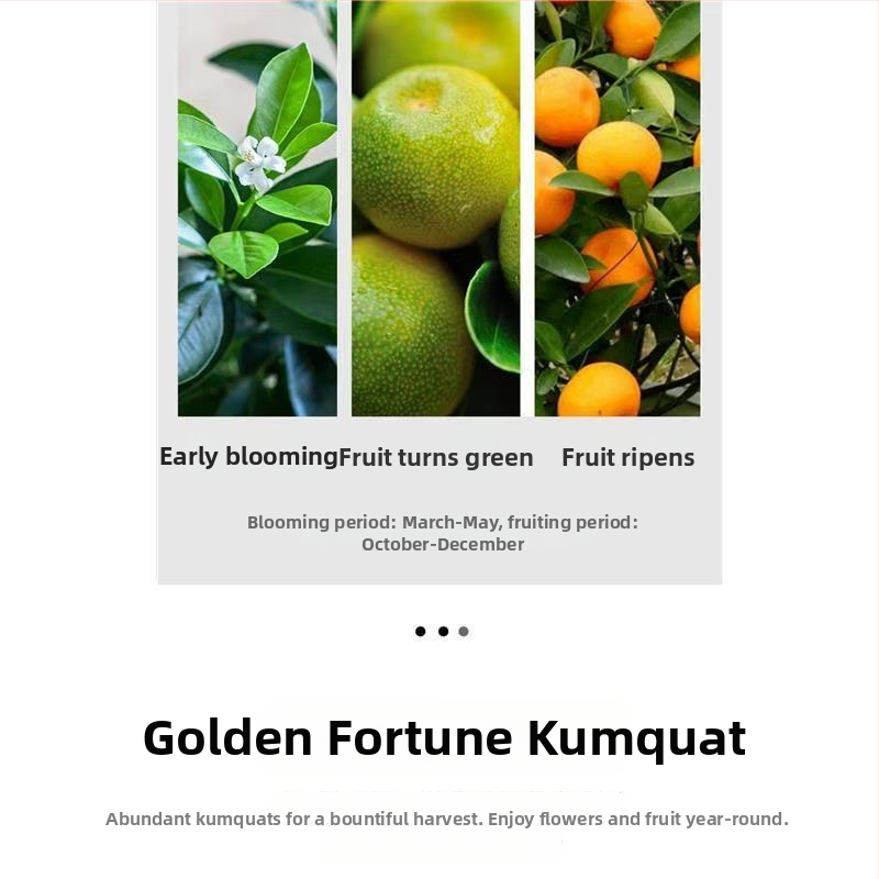 Kumquat bonsai - sodinukas, vidutinė temperatūra, neutrali šviesa, neutrali laistymo, naujas kinų stilius
