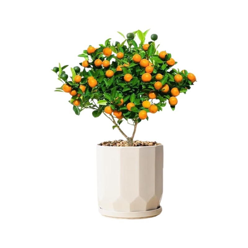 Кумкват бонсай фиданка — умерена температура, неутрално осветление, умерено поливане, стил Нов Китайски стил