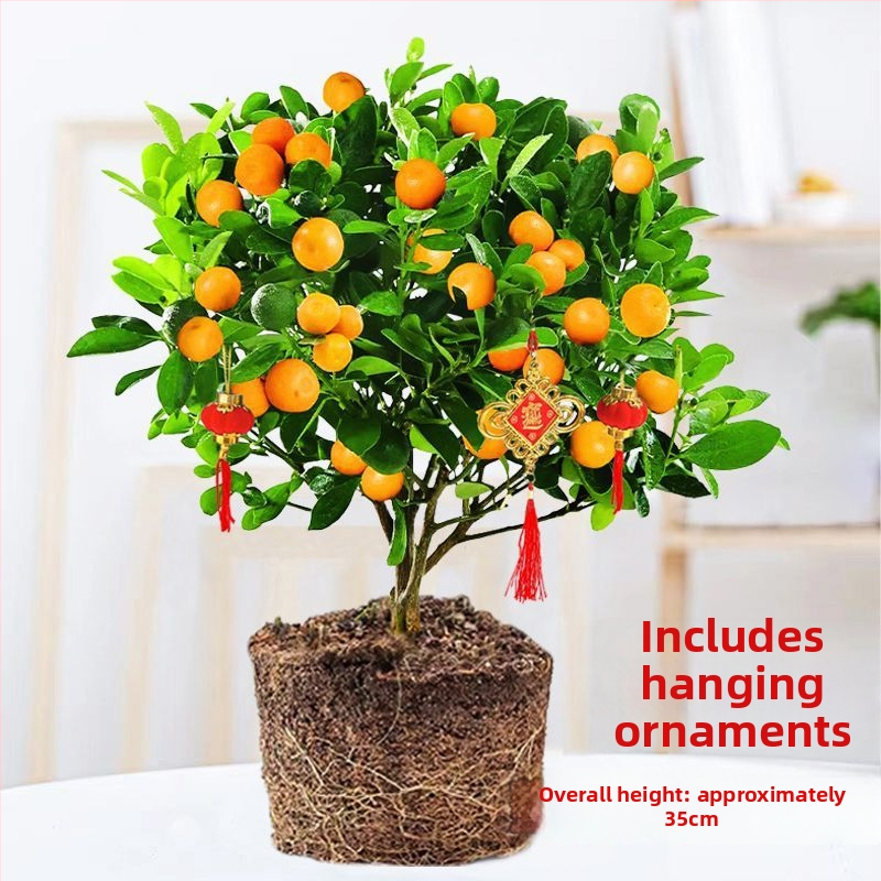 Kumkvati bonsai - noor taim, mõõdukas temperatuur, neutraalne valgus, neutraalne kastmine, uus Hiina stiil