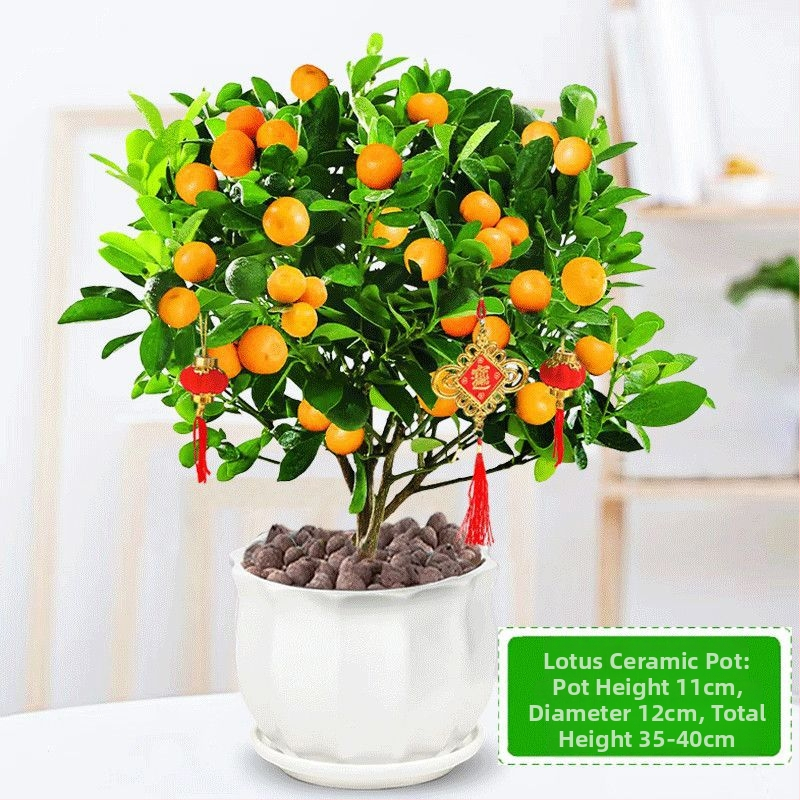 Kumkvati bonsai - noor taim, mõõdukas temperatuur, neutraalne valgus, neutraalne kastmine, uus Hiina stiil