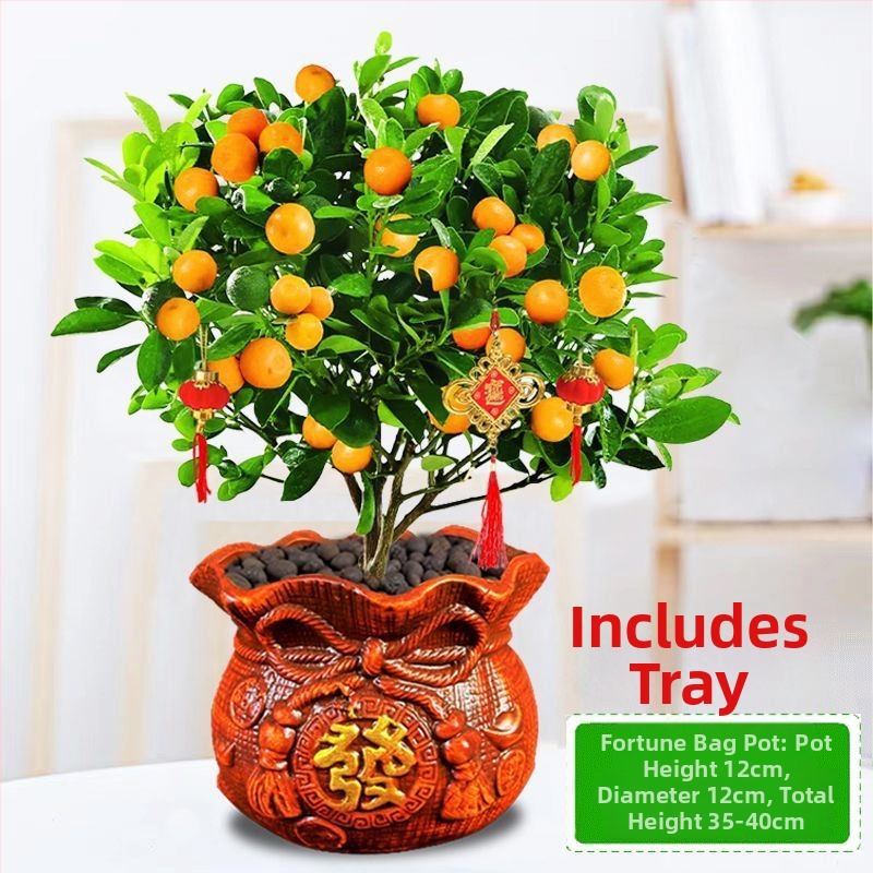 Kumkvati bonsai - noor taim, mõõdukas temperatuur, neutraalne valgus, neutraalne kastmine, uus Hiina stiil