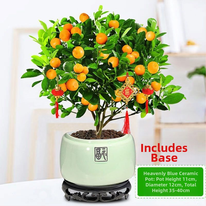 Kumkvati bonsai - noor taim, mõõdukas temperatuur, neutraalne valgus, neutraalne kastmine, uus Hiina stiil