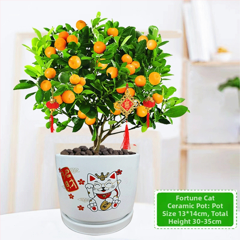 Kumkvati bonsai - noor taim, mõõdukas temperatuur, neutraalne valgus, neutraalne kastmine, uus Hiina stiil