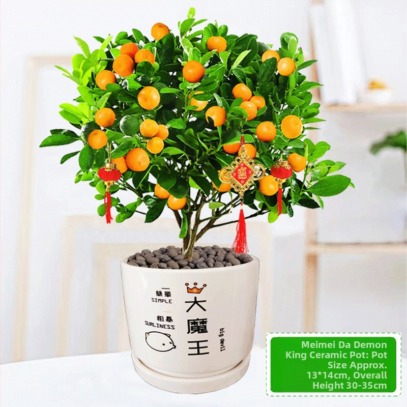 Kumkvati bonsai - noor taim, mõõdukas temperatuur, neutraalne valgus, neutraalne kastmine, uus Hiina stiil