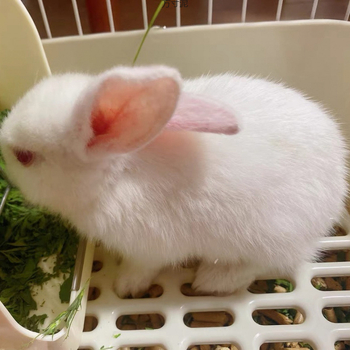 Džiovinta lucerna maistas triušiams, činčiloms ir guinea sigaile – 750 g