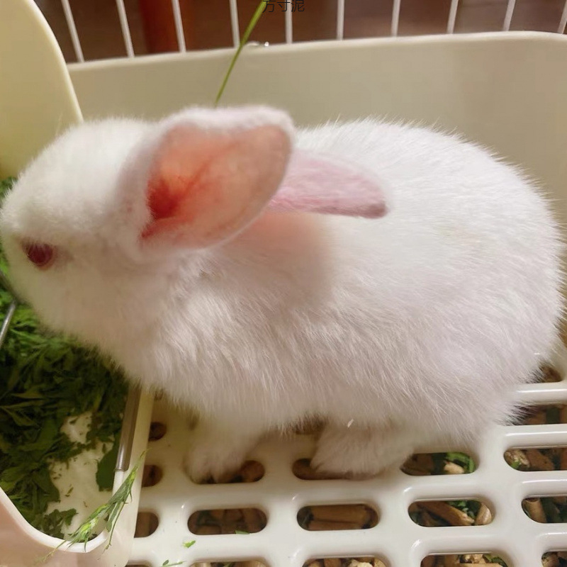 Džiovinta lucerna maistas triušiams, činčiloms ir guinea sigaile – 750 g