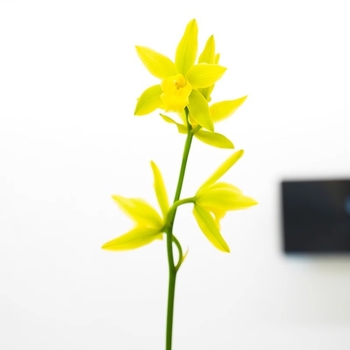 Хидропонен разсад орхидея с пъпки (за вътрешни условия, ароматна, в саксия)