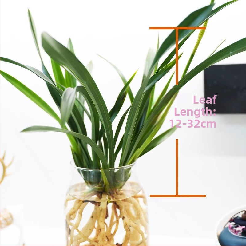 Hidroponiniai orchidėjų daigai su pumpurais (viduje, kvapni, vazonėlyje)