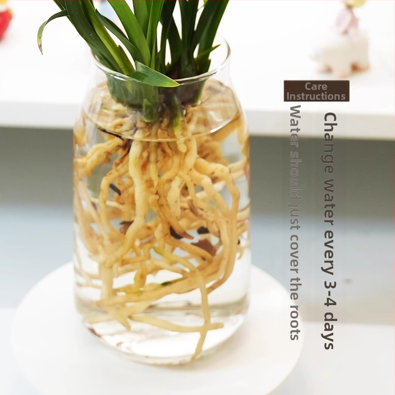 Hidroponiniai orchidėjų daigai su pumpurais (viduje, kvapni, vazonėlyje)