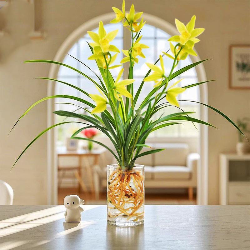 Хидропонен разсад орхидея с пъпки (за вътрешни условия, ароматна, в саксия)