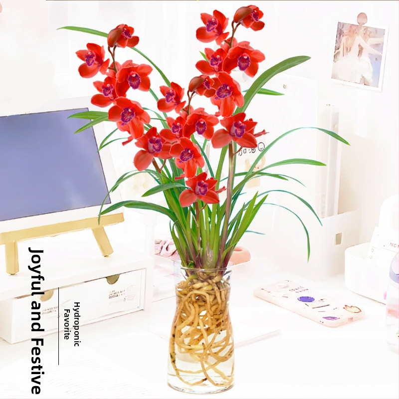 Hüdroponiline orhidee pistik (sise tingimustes, lõhnav, potis)