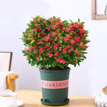 Офисно стайно растение в саксия - Tiger Thorn с стар ствол, китайски стил, модерна простота (нормална температура, неутрално осветление, неутрална влажност)