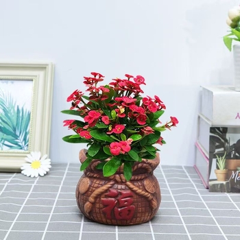 Офисно стайно растение в саксия - Tiger Thorn с стар ствол, китайски стил, модерна простота (нормална температура, неутрално осветление, неутрална влажност)