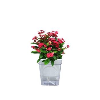 Офисно стайно растение в саксия - Tiger Thorn с стар ствол, китайски стил, модерна простота (нормална температура, неутрално осветление, неутрална влажност)