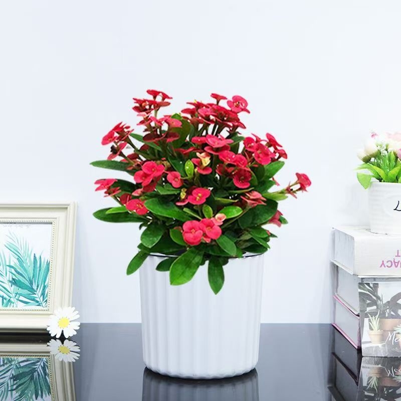 Офисно стайно растение в саксия - Tiger Thorn с стар ствол, китайски стил, модерна простота (нормална температура, неутрално осветление, неутрална влажност)