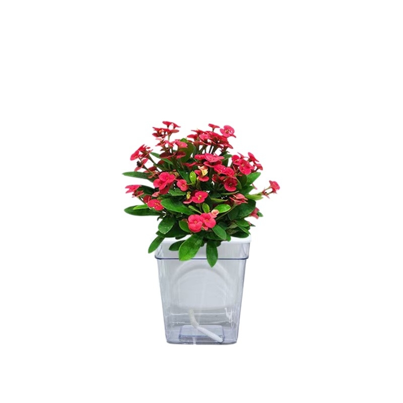 Офисно стайно растение в саксия - Tiger Thorn с стар ствол, китайски стил, модерна простота (нормална температура, неутрално осветление, неутрална влажност)