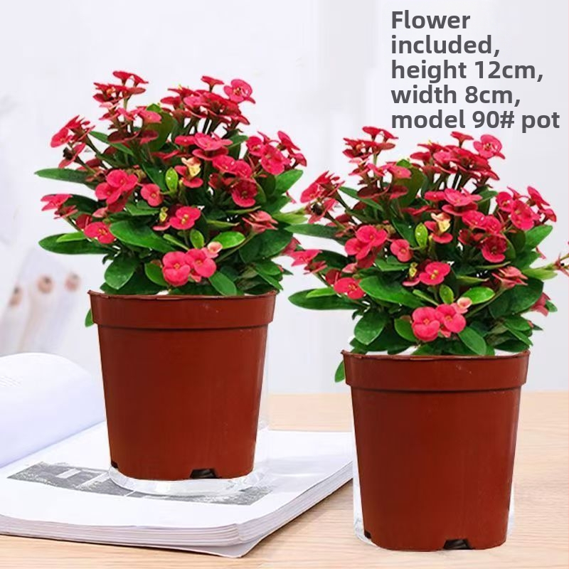 Kontori siseruumides potitaim - Tiger Thorn vanem tüvega, hiina stiil, kaasaegne lihtsus (tavaline temperatuur, neutraalne valgustus, neutraalne niiskus)