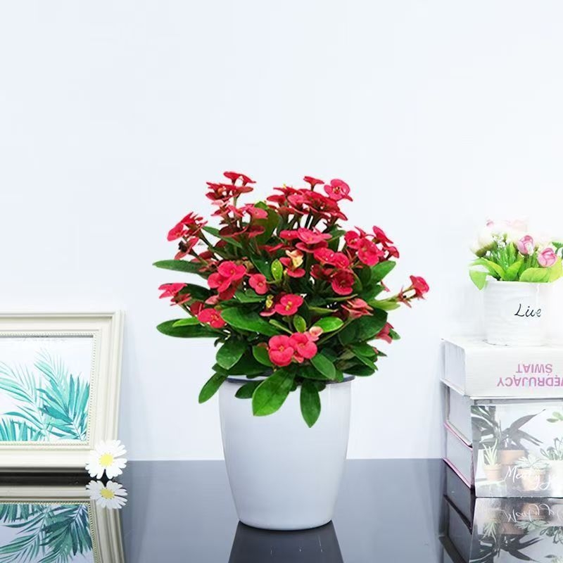 Офисно стайно растение в саксия - Tiger Thorn с стар ствол, китайски стил, модерна простота (нормална температура, неутрално осветление, неутрална влажност)