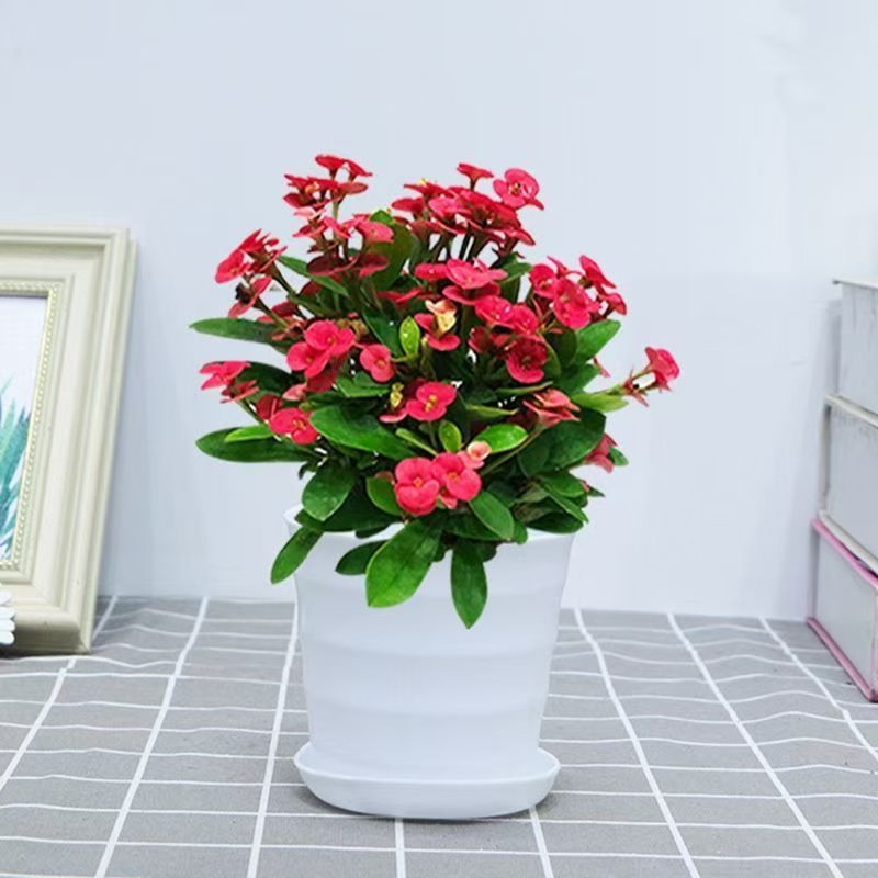 Офисно стайно растение в саксия - Tiger Thorn с стар ствол, китайски стил, модерна простота (нормална температура, неутрално осветление, неутрална влажност)