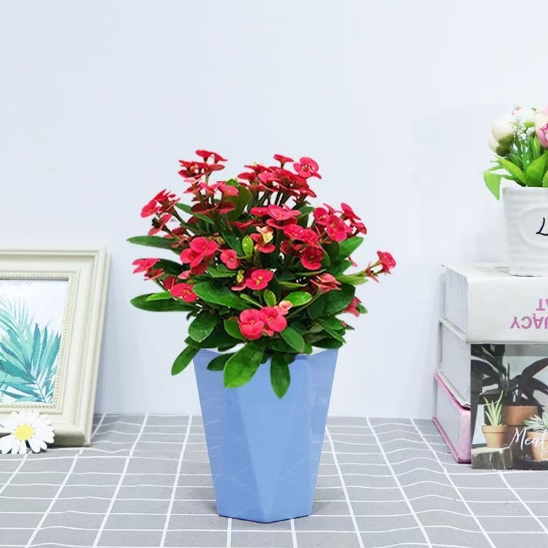 Офисно стайно растение в саксия - Tiger Thorn с стар ствол, китайски стил, модерна простота (нормална температура, неутрално осветление, неутрална влажност)