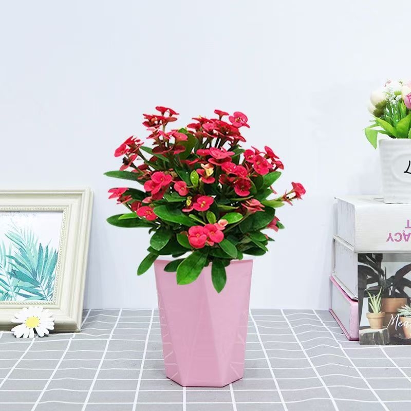 Офисно стайно растение в саксия - Tiger Thorn с стар ствол, китайски стил, модерна простота (нормална температура, неутрално осветление, неутрална влажност)