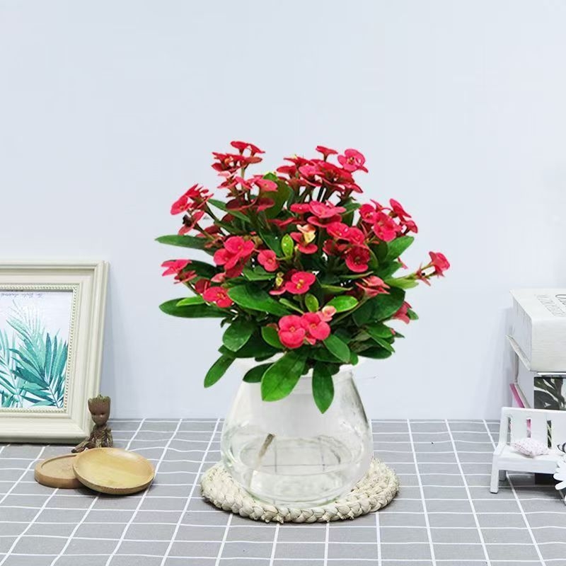 Офисно стайно растение в саксия - Tiger Thorn с стар ствол, китайски стил, модерна простота (нормална температура, неутрално осветление, неутрална влажност)