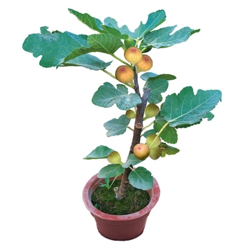 Boji Red négy évszakos fügefa-palánta, cserepben nevelhető, azonos évben terem, Guoxiang márka