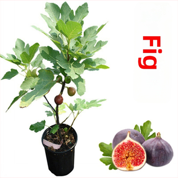 Boji Red figų medžio daigai – keturių sezonų veislė, tinkami vazonui, duoda vaisius toje pačioje metais, Guoxiang prekės ženklas