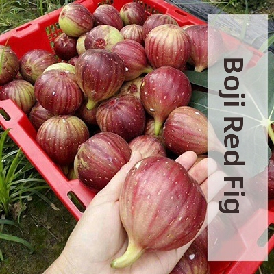 Boji Red figų medžio daigai – keturių sezonų veislė, tinkami vazonui, duoda vaisius toje pačioje metais, Guoxiang prekės ženklas