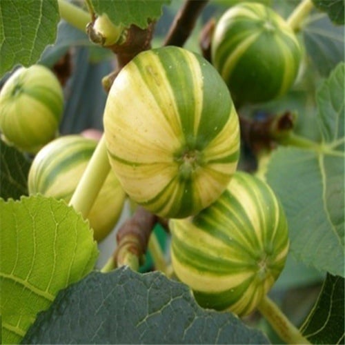 Boji Red négy évszakos fügefa-palánta, cserepben nevelhető, azonos évben terem, Guoxiang márka