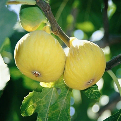 Boji Red négy évszakos fügefa-palánta, cserepben nevelhető, azonos évben terem, Guoxiang márka