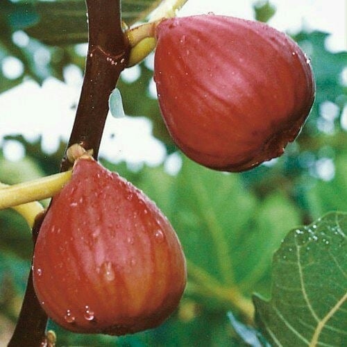 Boji Red négy évszakos fügefa-palánta, cserepben nevelhető, azonos évben terem, Guoxiang márka