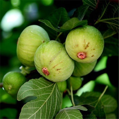 Boji Red négy évszakos fügefa-palánta, cserepben nevelhető, azonos évben terem, Guoxiang márka