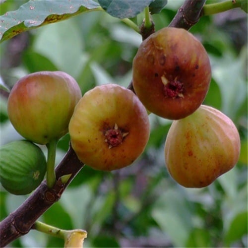 Boji Red négy évszakos fügefa-palánta, cserepben nevelhető, azonos évben terem, Guoxiang márka