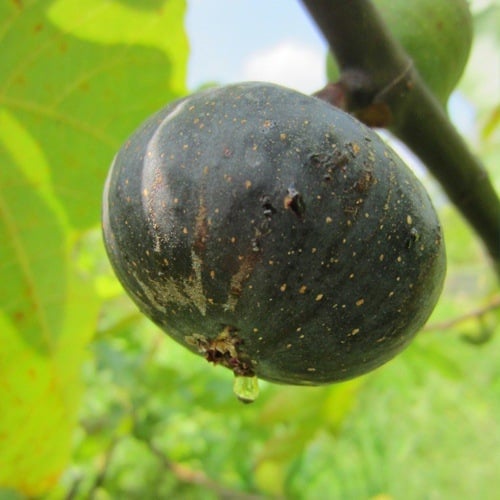 Boji Red négy évszakos fügefa-palánta, cserepben nevelhető, azonos évben terem, Guoxiang márka