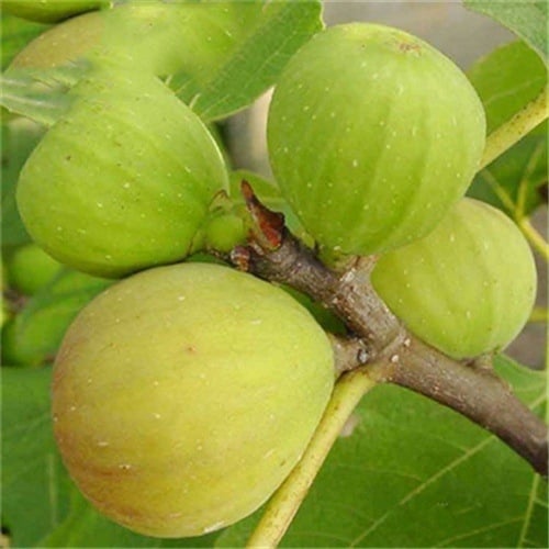 Boji Red négy évszakos fügefa-palánta, cserepben nevelhető, azonos évben terem, Guoxiang márka