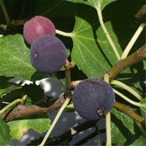 Boji Red négy évszakos fügefa-palánta, cserepben nevelhető, azonos évben terem, Guoxiang márka