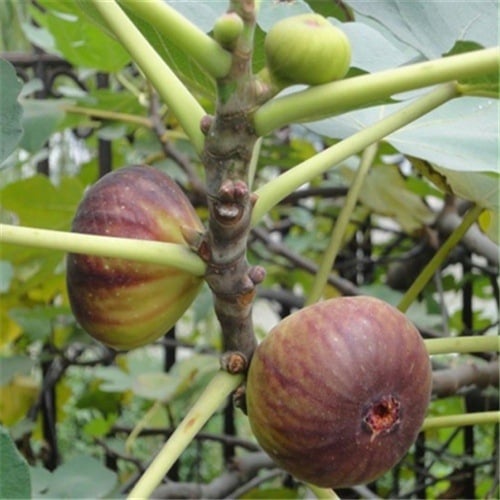 Boji Red négy évszakos fügefa-palánta, cserepben nevelhető, azonos évben terem, Guoxiang márka