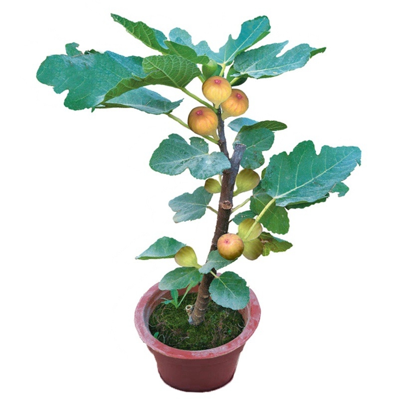 Boji Red négy évszakos fügefa-palánta, cserepben nevelhető, azonos évben terem, Guoxiang márka