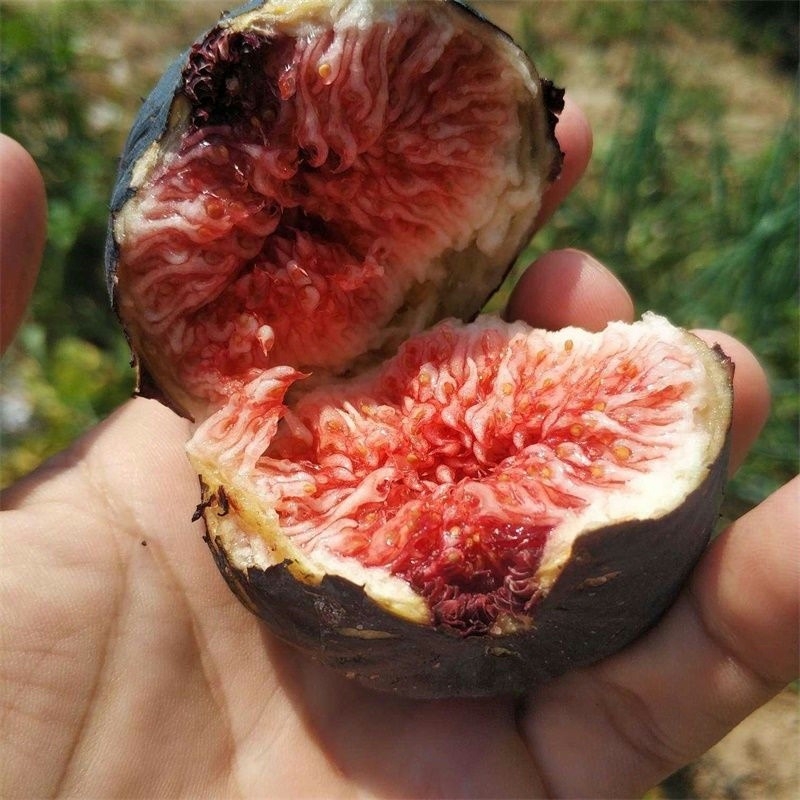 Boji Red négy évszakos fügefa-palánta, cserepben nevelhető, azonos évben terem, Guoxiang márka