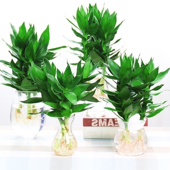 Guanyin бамбук (Lucky bamboo) – 4 бр. хидропонично растение с корени за вътрешно използване в дневната, Код на продукта H0114150525