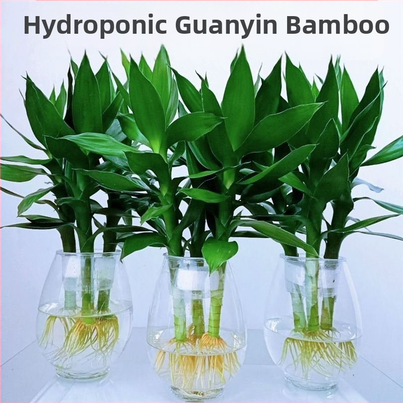 Guanyin bambus (Lucky bamboo) – 4 tk hydroponiline taim juurtele siseruumide elutoa jaoks, Tootekood H0114150525