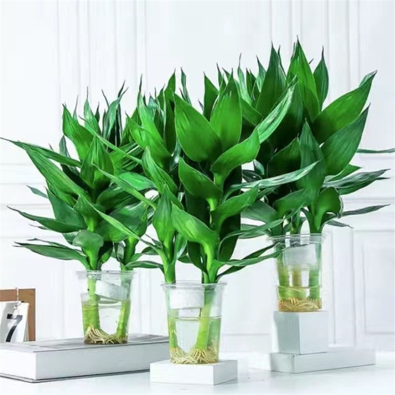 Guanyin бамбук (Lucky bamboo) – 4 бр. хидропонично растение с корени за вътрешно използване в дневната, Код на продукта H0114150525