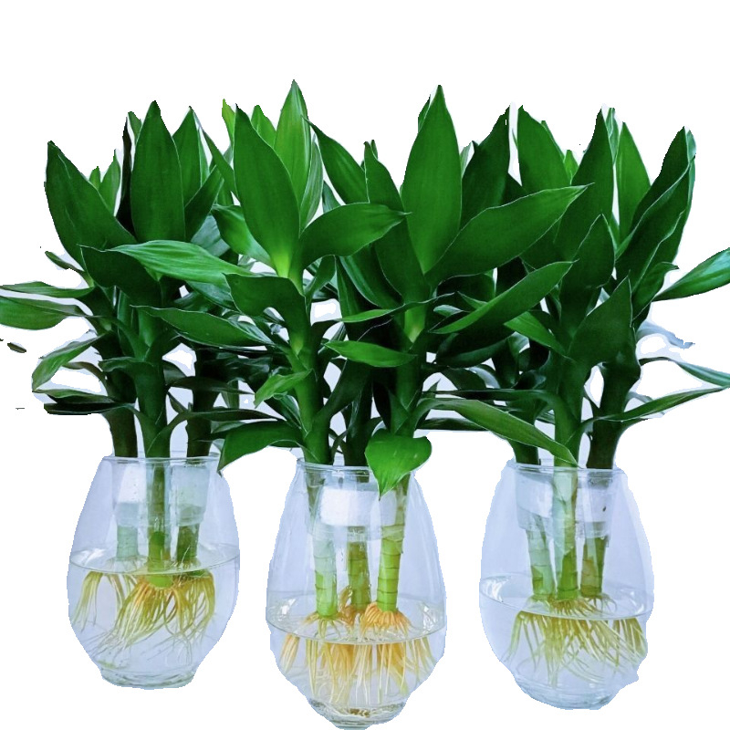 Guanyin бамбук (Lucky bamboo) – 4 бр. хидропонично растение с корени за вътрешно използване в дневната, Код на продукта H0114150525