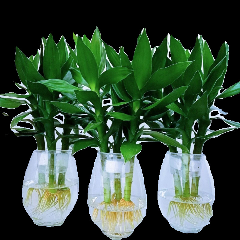 Guanyin бамбук (Lucky bamboo) – 4 бр. хидропонично растение с корени за вътрешно използване в дневната, Код на продукта H0114150525