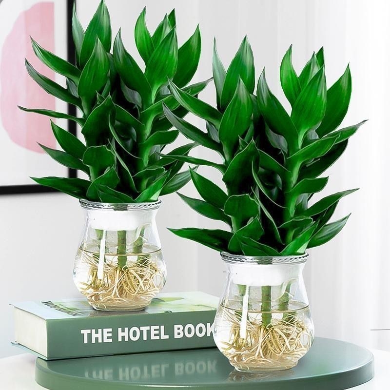 Guanyin бамбук (Lucky bamboo) – 4 бр. хидропонично растение с корени за вътрешно използване в дневната, Код на продукта H0114150525