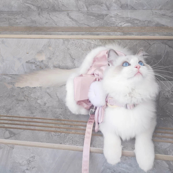 Beautiful Pet polüester rinnalihas kassidele — pakend 200, sobib köis-rihmaga