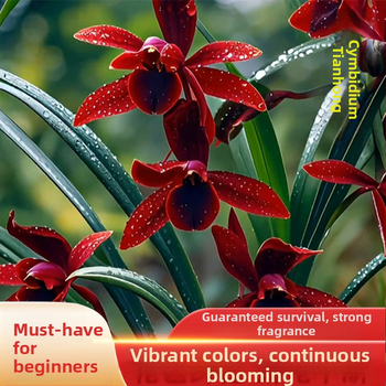 Orhidee idud, kergesti kasvatatavad aastaringselt, lõhnav sisetingimuste potitaim