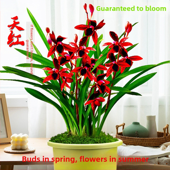 Orhidee idud, kergesti kasvatatavad aastaringselt, lõhnav sisetingimuste potitaim